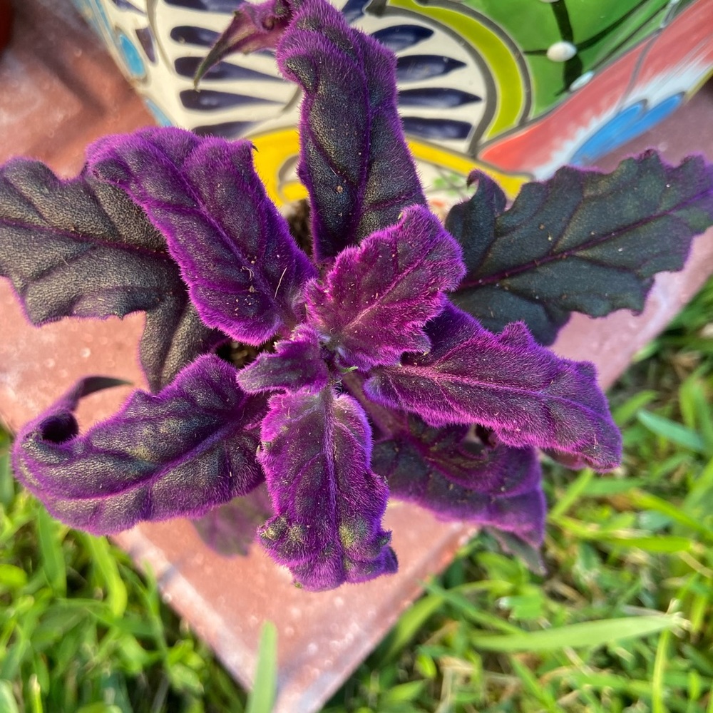 Purple velvet